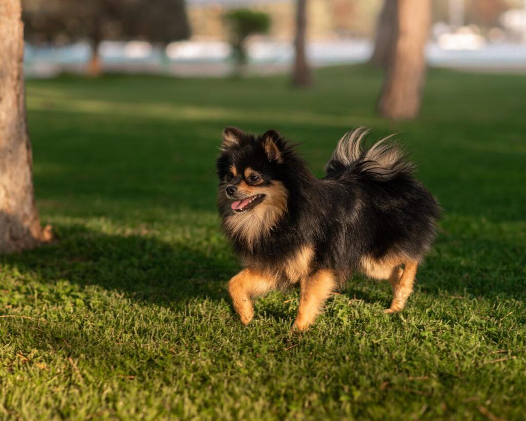 Harga Anjing German Spitz
