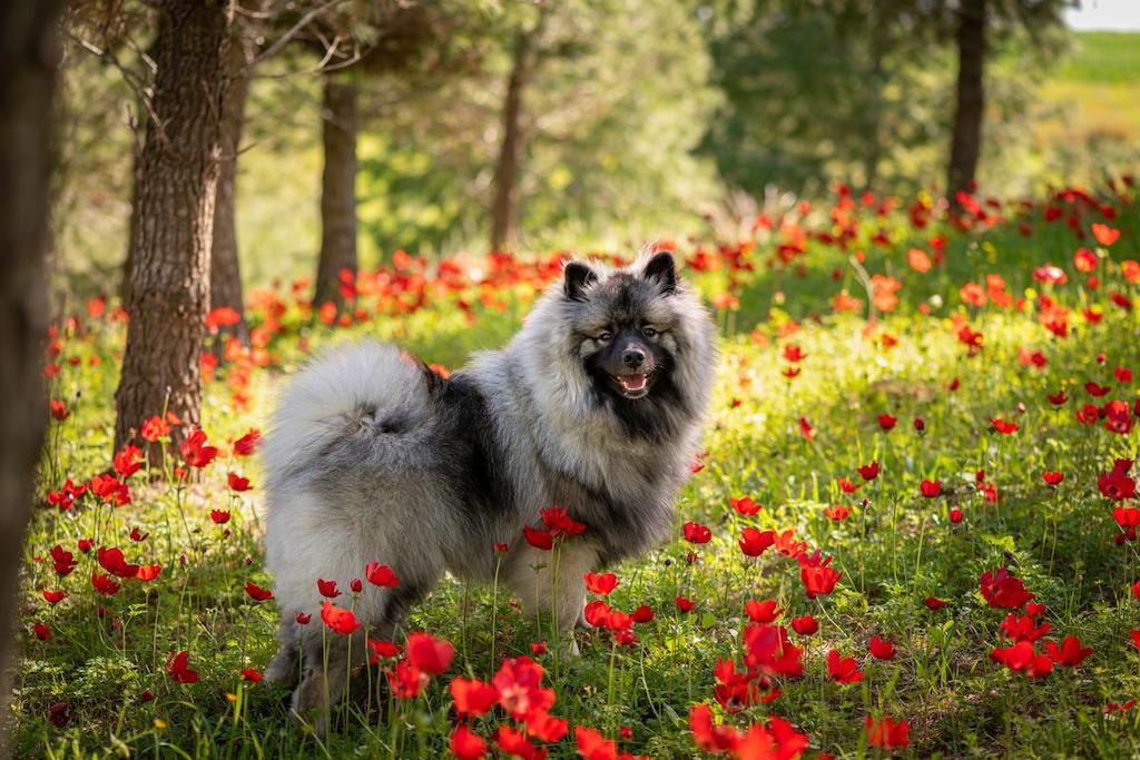 Harga Anjing Keeshond
