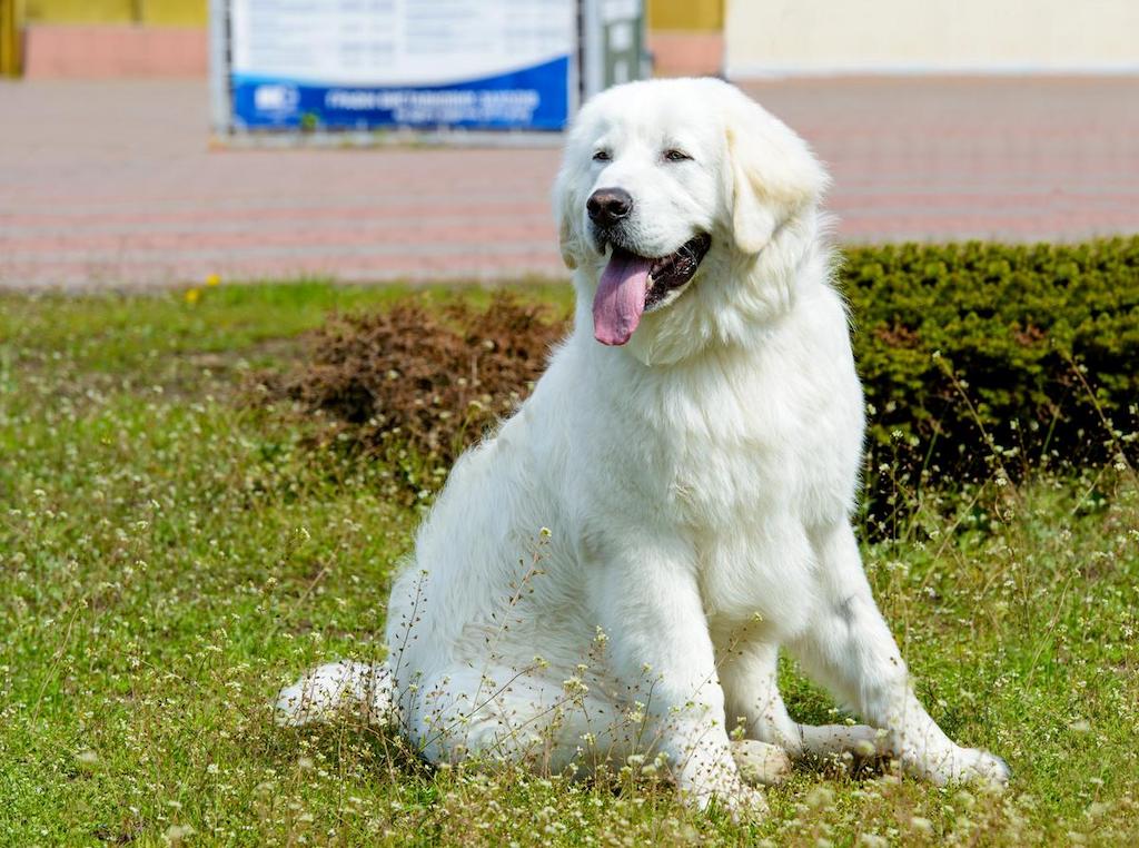 Harga Anjing Kuvasz