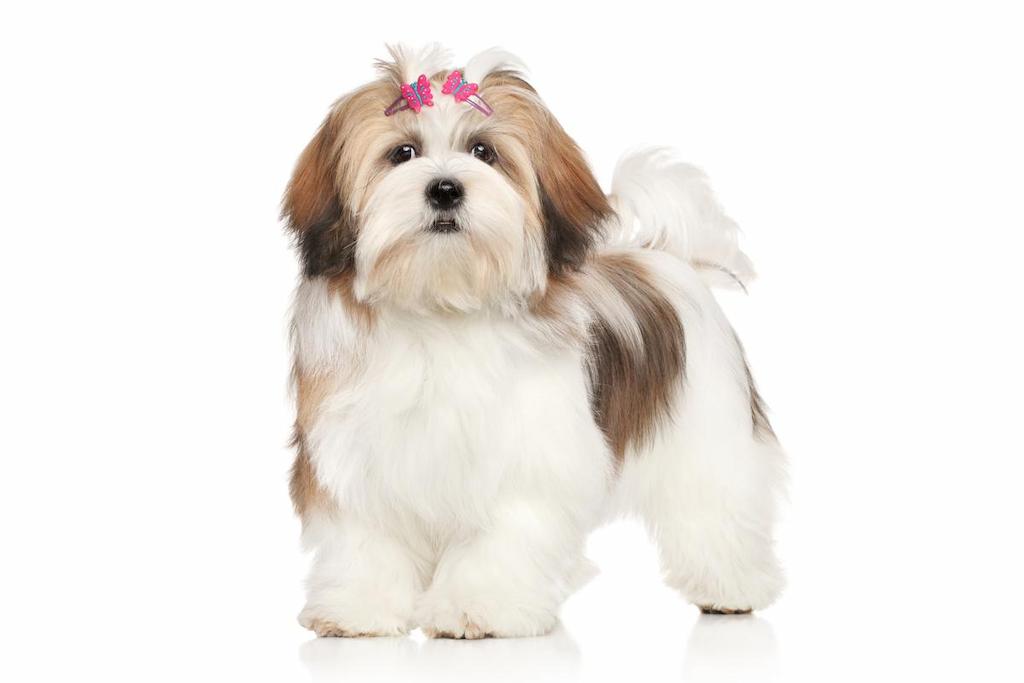 Harga Anjing Lhasa Apso
