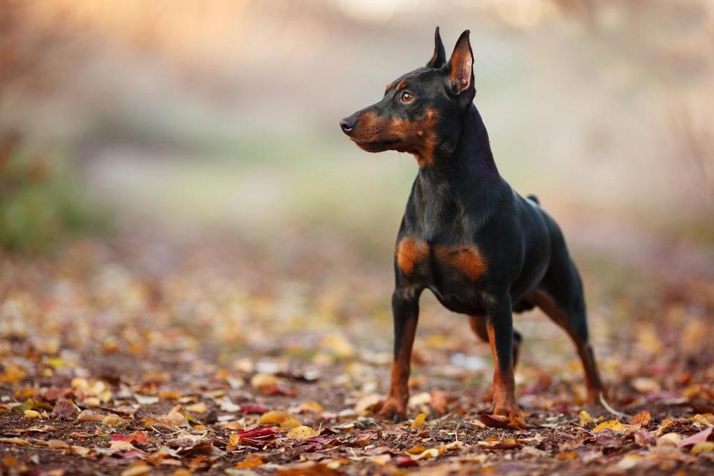 Harga Anjing Miniature Pinscher