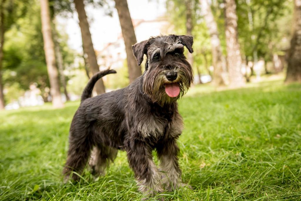 Harga Anjing Miniature Schnauzer