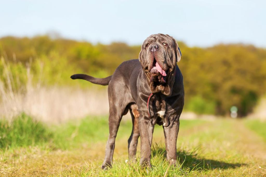 Harga Anjing Neapolitan Mastiff