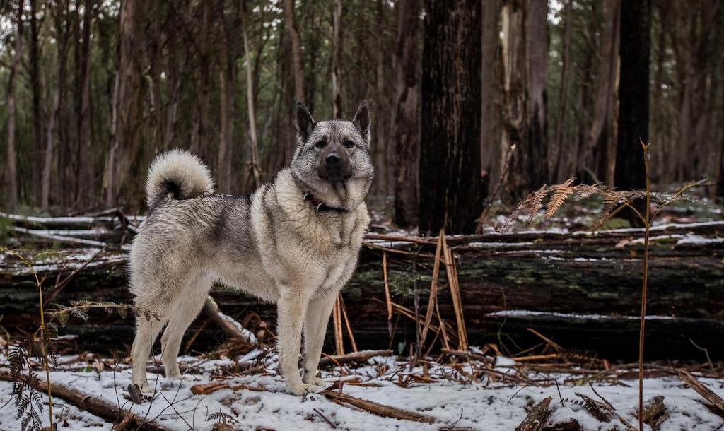 Harga Anjing Norwegian Elkhound