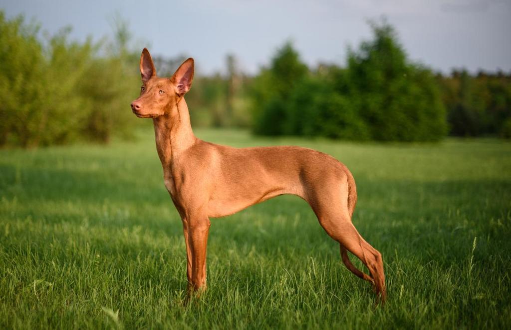 Harga Anjing Pharaoh Hound