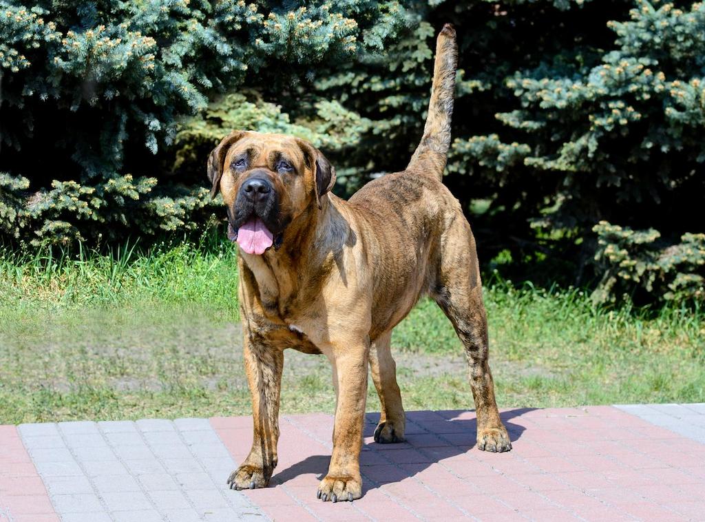 Harga Anjing Presa Canario