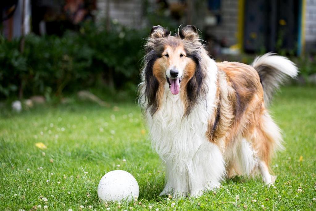 Harga Anjing Rough Collie