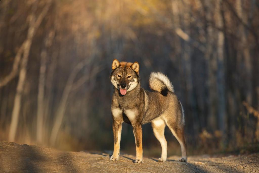 Harga Anjing Shikoku