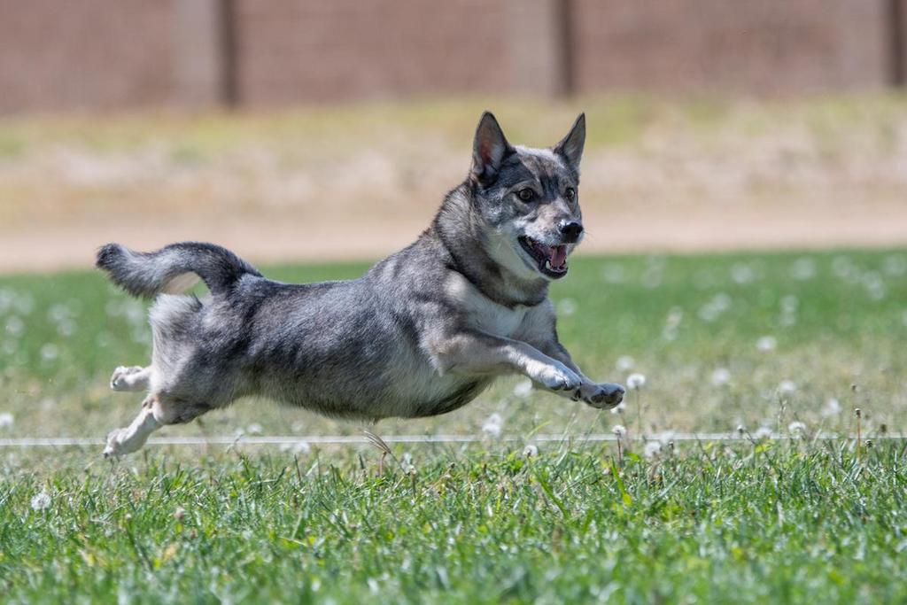Harga Anjing Swedish Vallhund