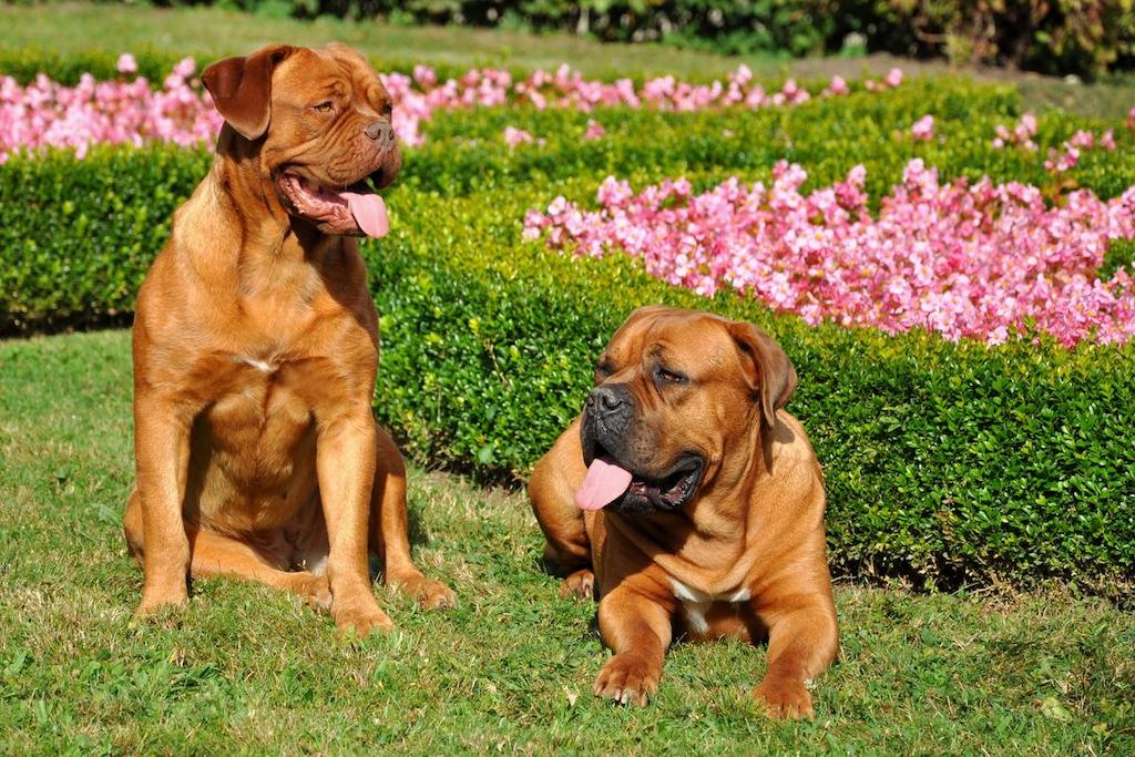 Harga Anjing Tosa