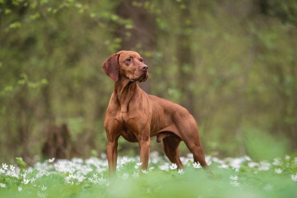 Harga Anjing Vizsla