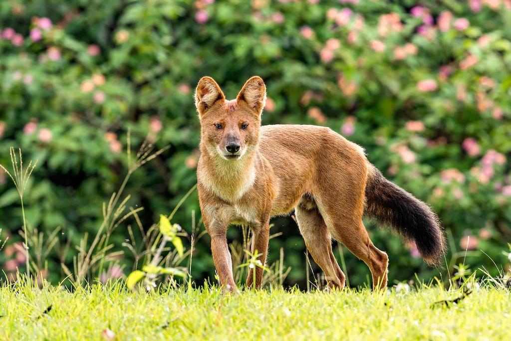 Informasi Ras Anjing Ajag