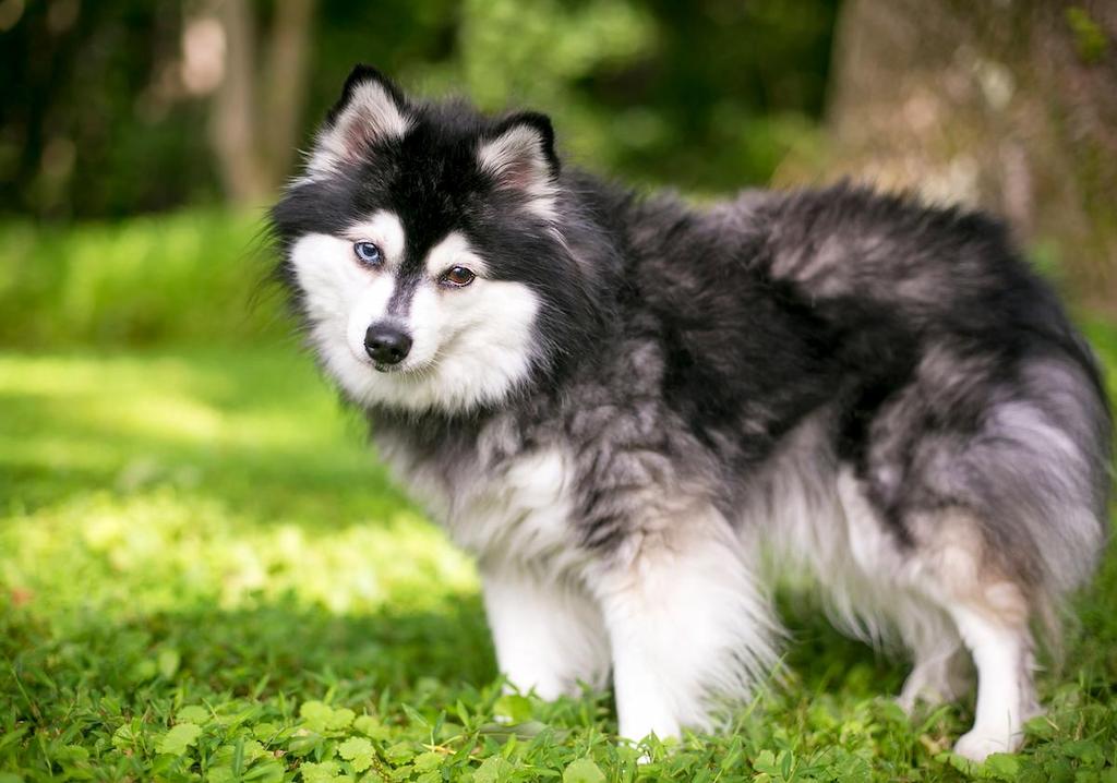 Informasi Ras Anjing Alaskan Klee Kai