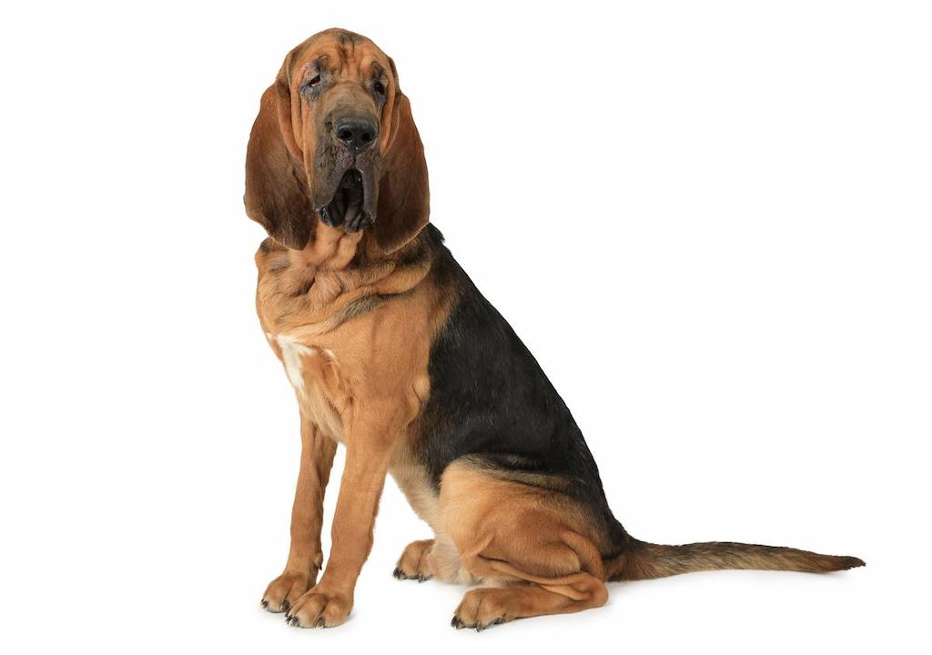 Informasi Ras Anjing Bloodhound