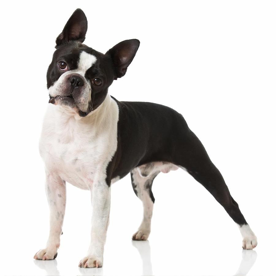 Informasi Ras Anjing Boston Terrier