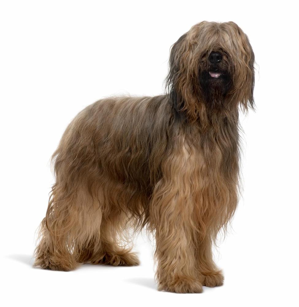 Informasi Ras Anjing Briard
