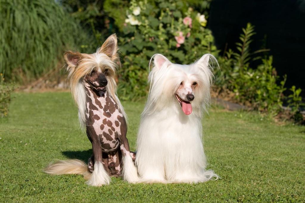 Informasi Ras Anjing Chinese Crested