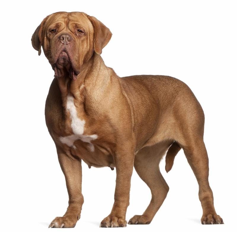 Anjing Dogue De Bordeaux 1 Informasi Ras Anjing Dogue De Bordeaux