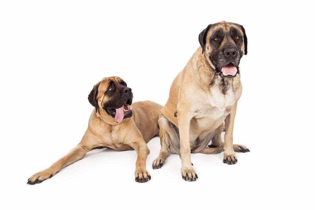 Informasi Ras Anjing English Mastiff