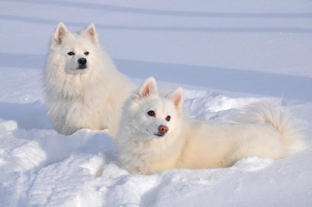 Informasi Ras Anjing Eskimo Amerika