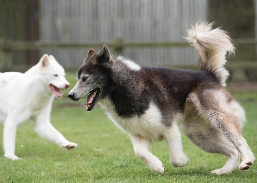 Informasi Ras Anjing Eskimo Kanada