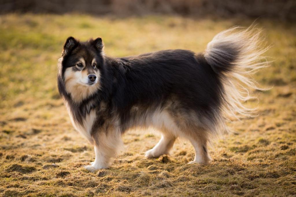 Informasi Ras Anjing Finnish Lapphund
