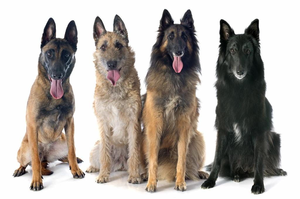 Informasi Ras Anjing Gembala Belgia