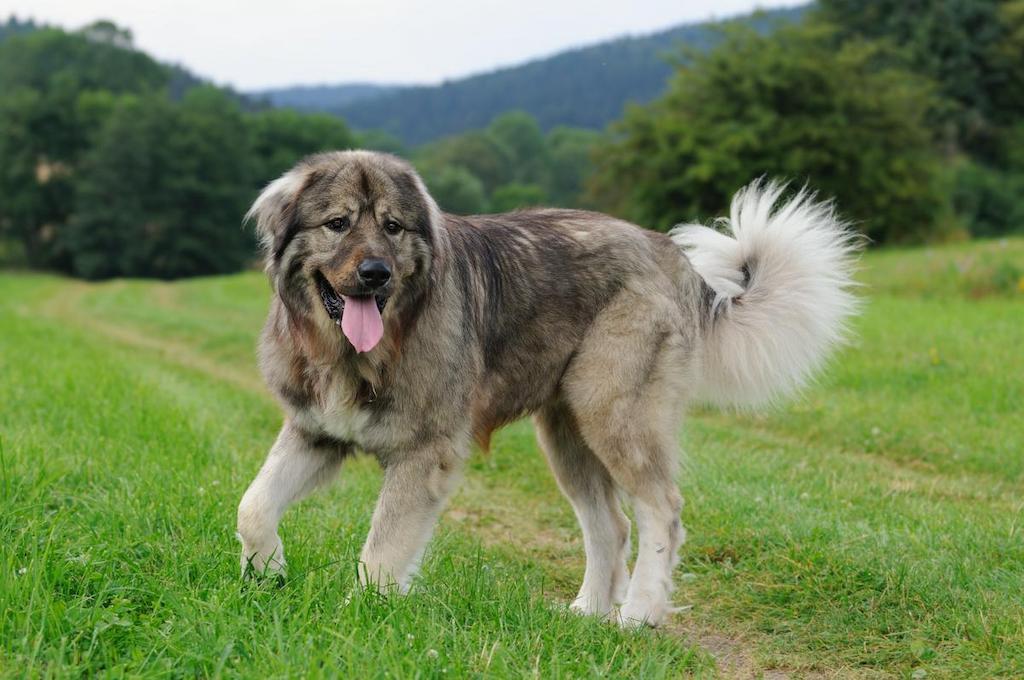 Informasi Ras Anjing Gembala Kaukasia