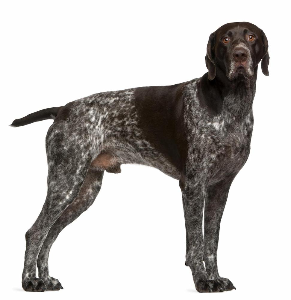 Informasi Ras Anjing German Shorthaired Pointer