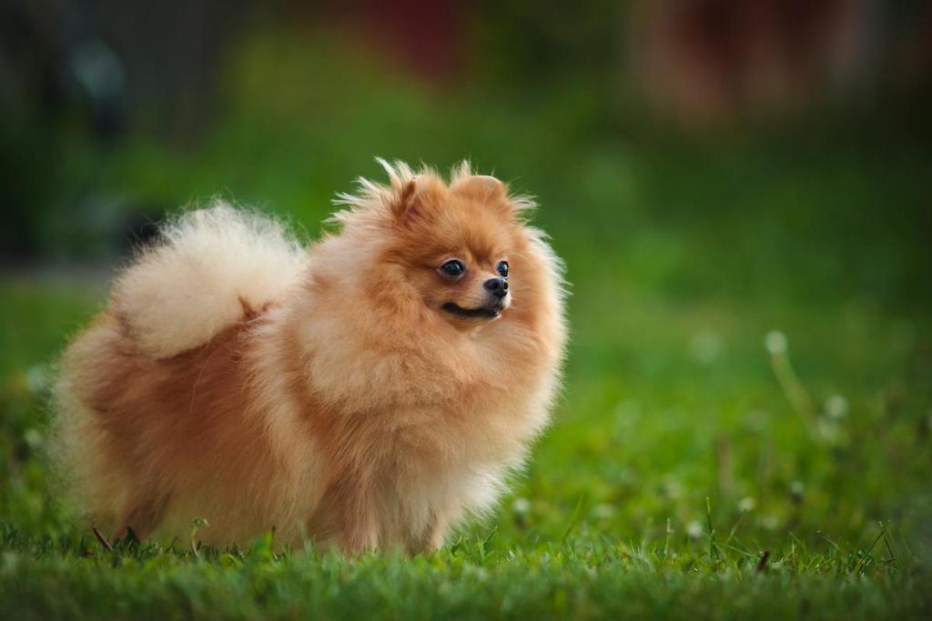 Informasi Ras Anjing German Spitz