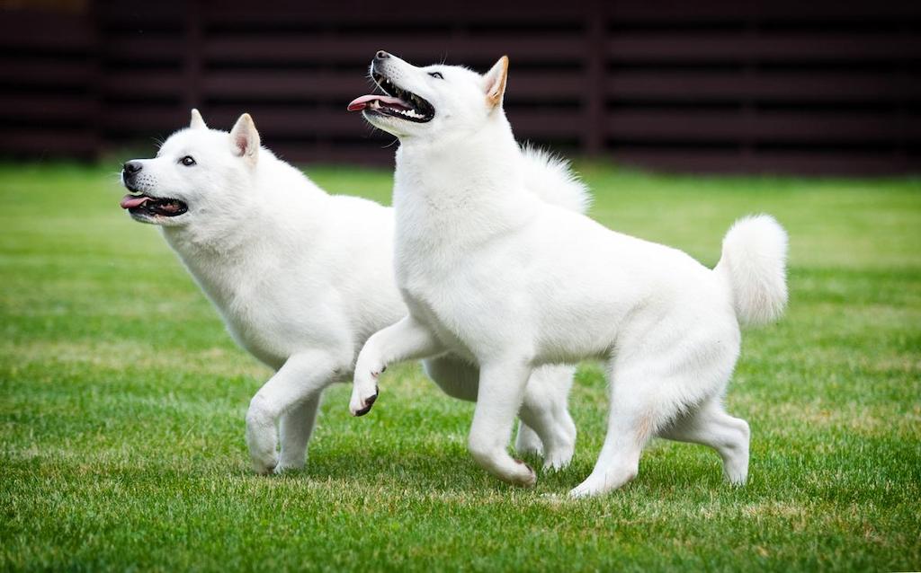 Informasi Ras Anjing Hokkaido Anjingpedia