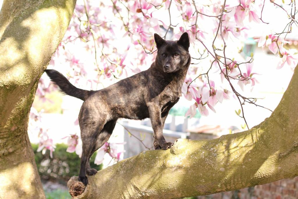 Informasi Ras Anjing Kai Ken
