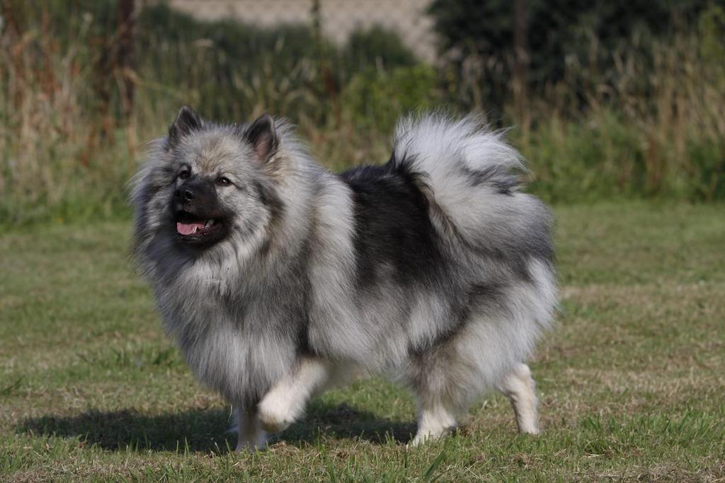Informasi Ras Anjing Keeshond