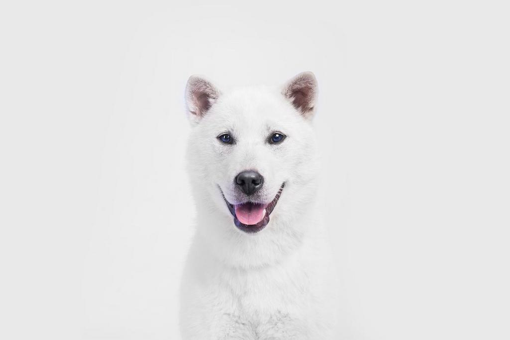 Informasi Ras Anjing Kishu