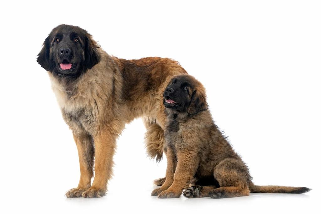 Informasi Ras Anjing Leonberger