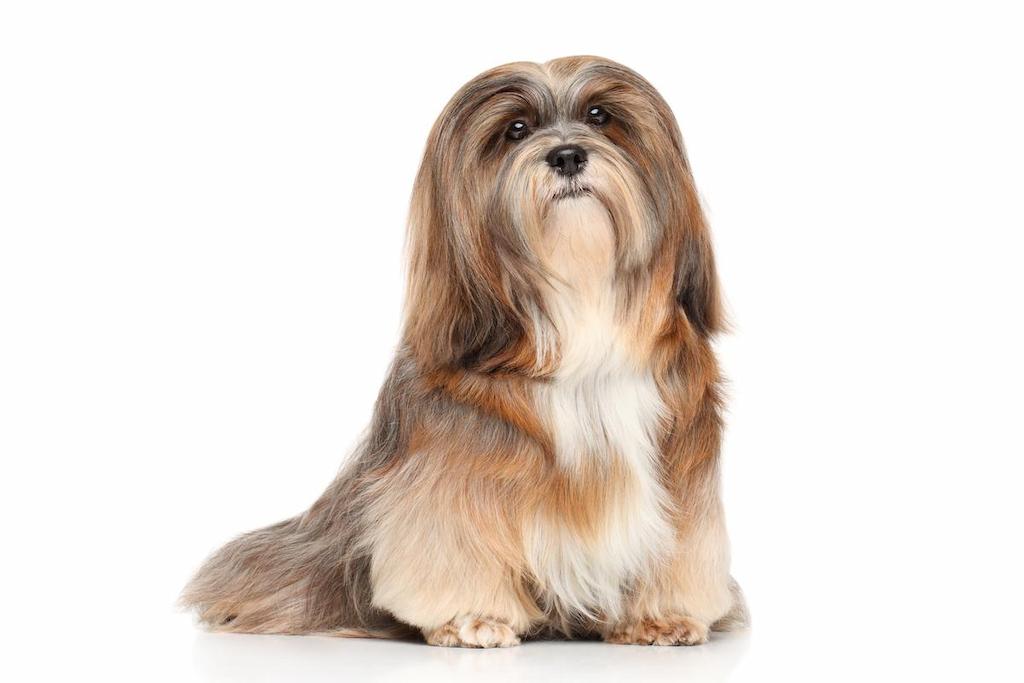 Informasi Ras Anjing Lhasa Apso