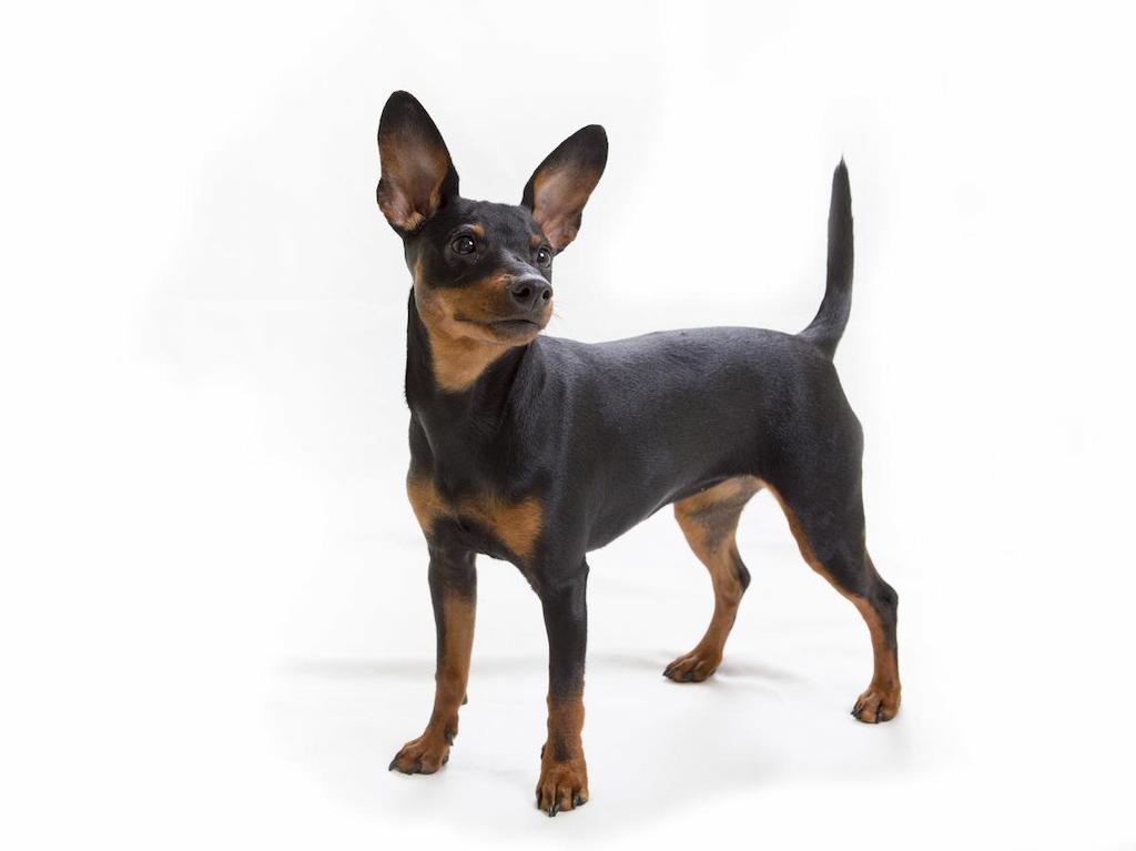 Informasi Ras Anjing Miniature Pinscher