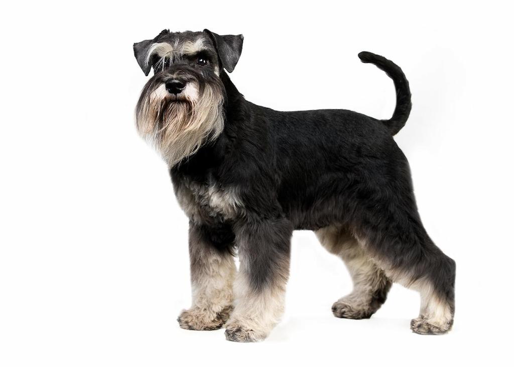 Informasi Ras Anjing Miniature Schnauzer