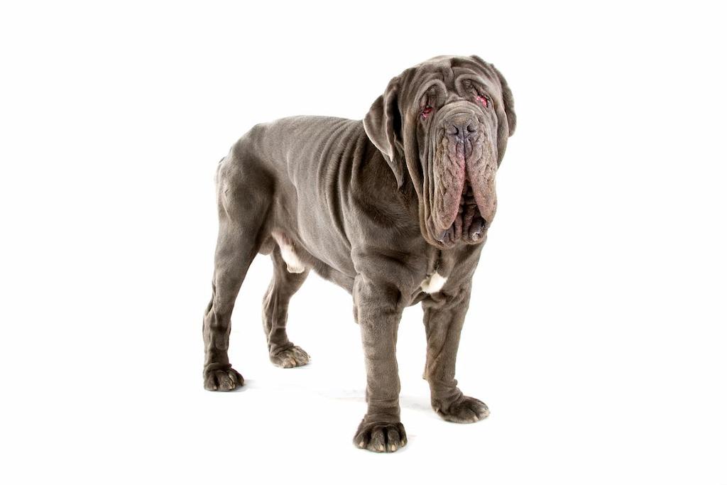 Informasi Ras Anjing Neapolitan Mastiff