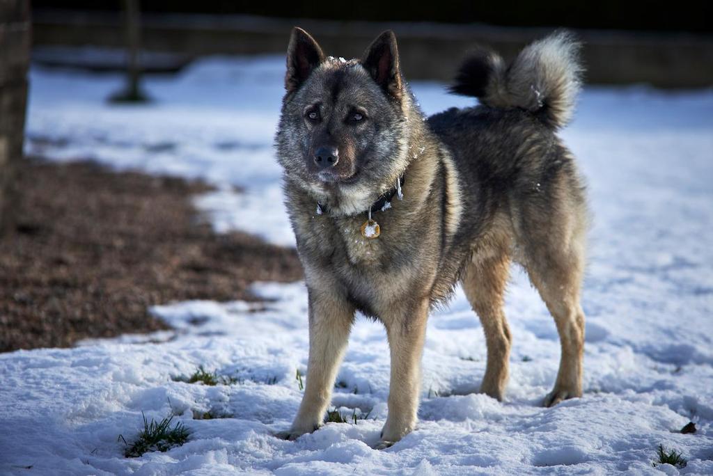 Informasi Ras Anjing Norwegian Elkhound