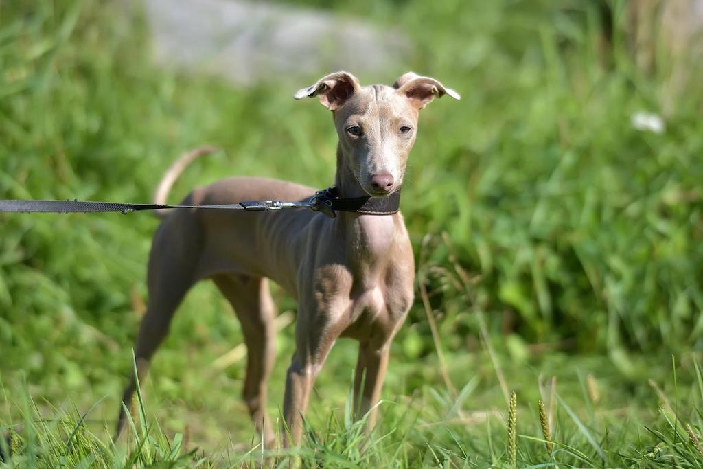 Informasi Ras Anjing Peruvian Inca Orchid
