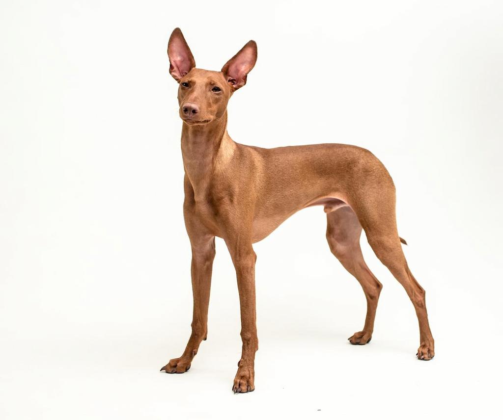 Informasi Ras Anjing Pharaoh Hound