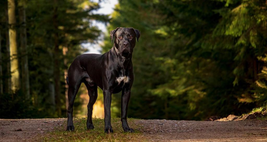 Informasi Ras Anjing Presa Canario