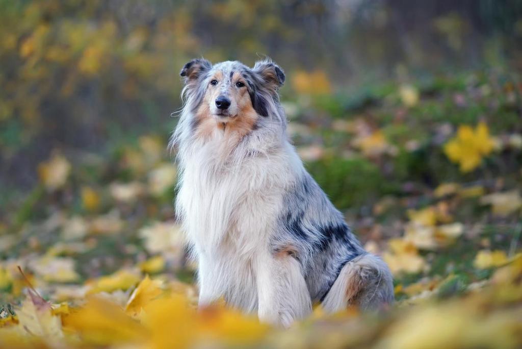 Informasi Ras Anjing Rough Collie