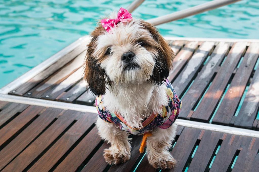 Informasi Ras Anjing Shih Poo