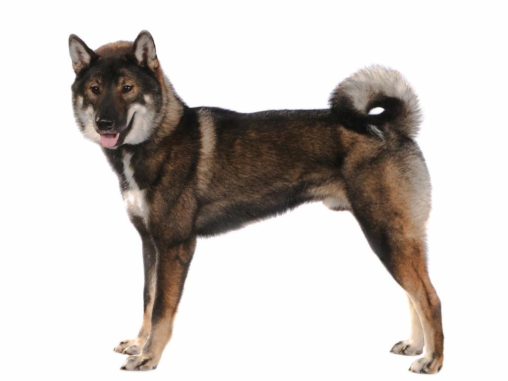 Informasi Ras Anjing Shikoku
