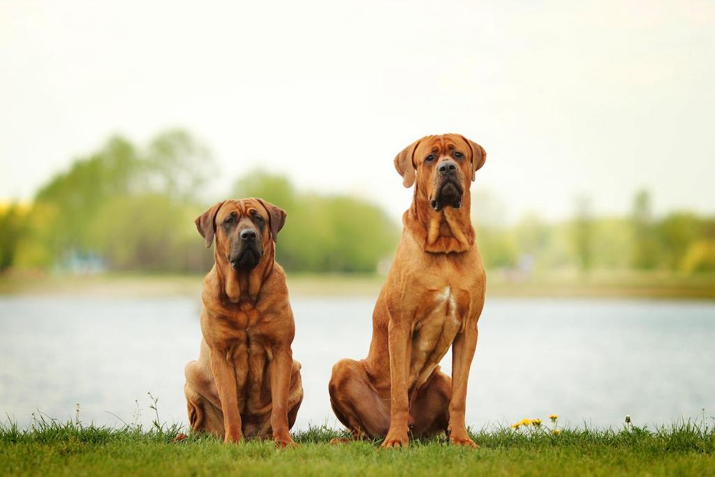 Informasi Ras Anjing Tosa