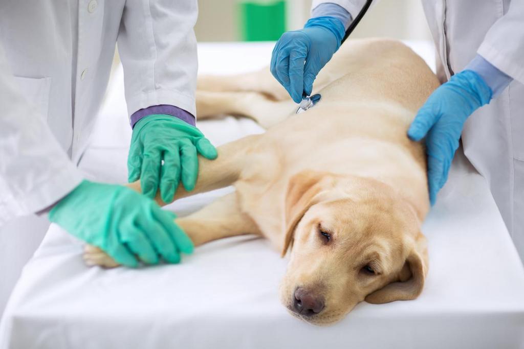 Jika anjing mencret terlalu lama segera bawa ke dokter hewan