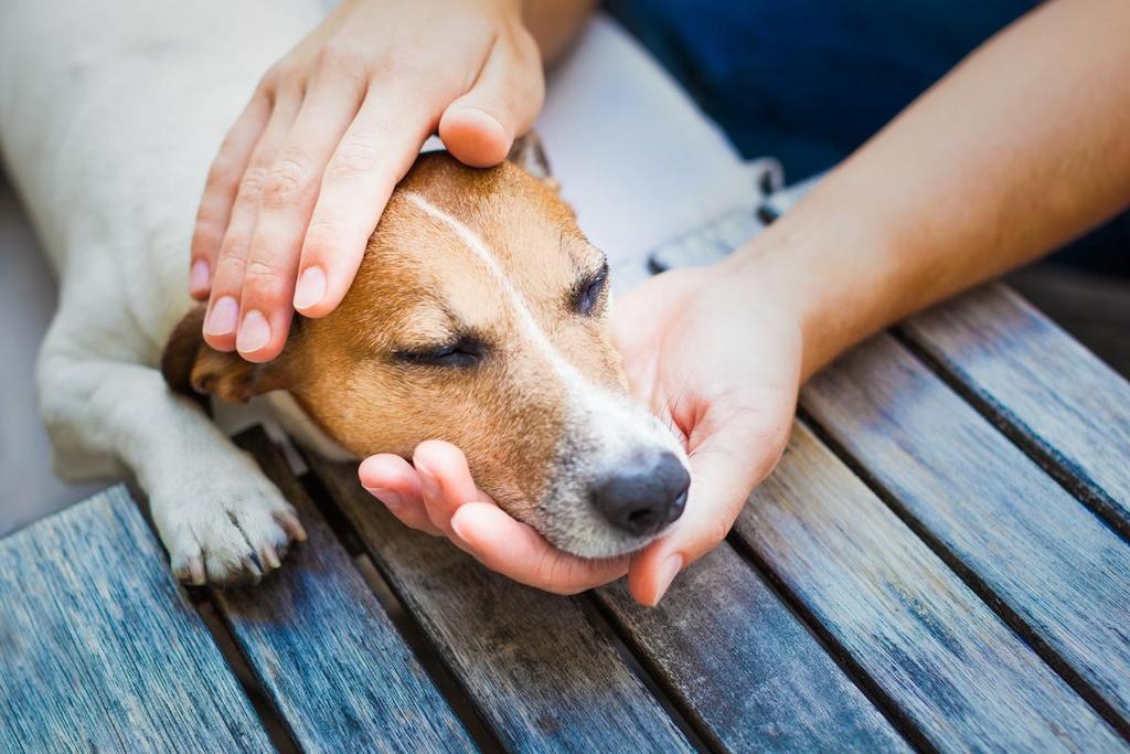 Kelesuan bisa menjadi gejala awal tumor pada anjing