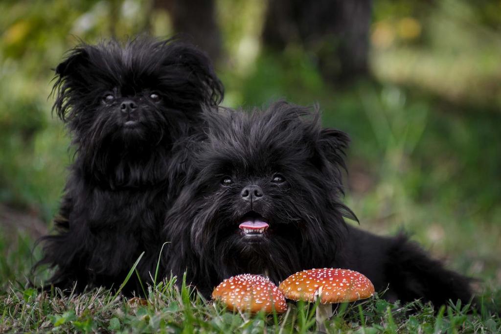 Merawat Anjing Affenpinscher